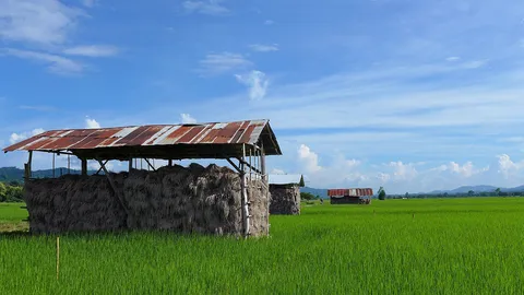 พืชไร่..2560 ไร้เสียง..กระพือปีก