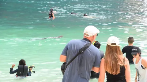  ชมตะกวดยักษ์ เจ้าถิ่นเกาะห้อง โผล่รับแขก ว่ายน้ำเล่นกับนทท. (ชมคลิป)