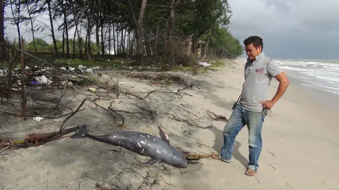 ลูกโลมาหัวบาตร เกยตื้นริมหาด คาดติดอวนชาวประมง ดิ้นจนตาย