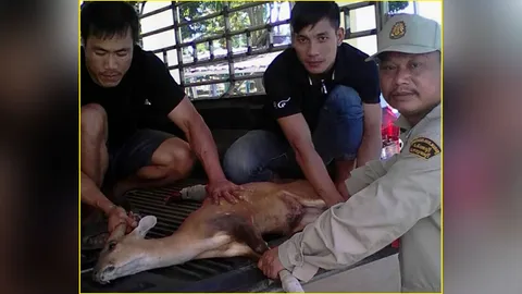 เก้งหลงฝูงทุ่งใหญ่นเรศวร ถูกรถชนกลางถนนสังขละบุรี ขาหัก 2 ข้าง