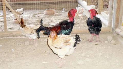 เกษตรกรสุโขทัยยิ้มรับปีระกา คนแห่ซื้อลูกไก่ตีนโตเลี้ยง ออเดอร์มาเพียบ