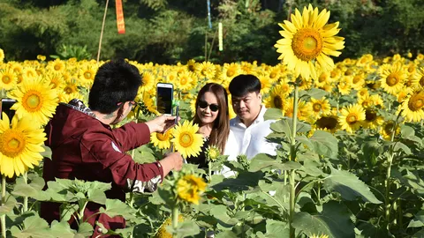 นทท.แห่ชมทุ่งทานตะวันเนินมะปราง เหลืองบานสะพรั่ง ชูชันท้าแสงอาทิตย์ 