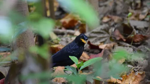 หาดูยาก นกเอี้ยงถ้ำ กับพฤติกรรมแปลก กะเทาะเปลือกหอยกินเอง (ชมคลิป)