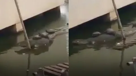 คลิปมุ้งมิ้ง! เหี้ยใจดีให้น้องเต่าขี่หลัง ว่ายน้ำบุ๋งๆ ไปด้วยกัน (ชมคลิป)