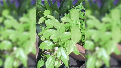 “รางจืด–เตยหอม” ล้างหินปูนโดยธรรมชาติ