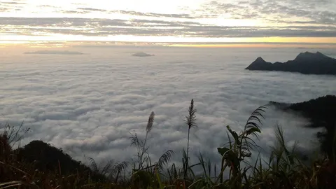 หนาวปากสั่น! 'ดอยอินทนนท์-ภูชี้ฟ้า'ต่ำ5องศา นทท.แห่ชมทะเลหมอกสวยงาม
