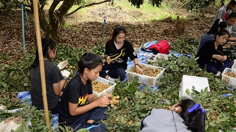 แรงงานกัมพูชาขาดฯ นักเรียนเก็บลําไยเอง