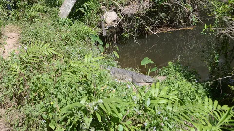 กรมอุทยานฯ หาผู้เชี่ยวชาญบุกจับจระเข้เขาใหญ่ ตรวจ DNA ไม่ฟันธงมีกี่ตัว