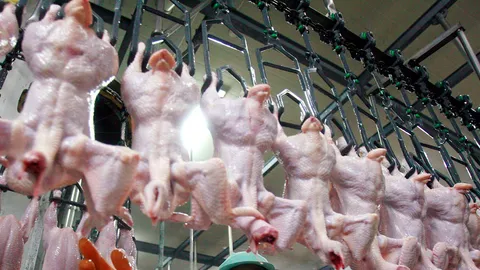 ผู้ส่งออกไก่ไทยเฮรับปีไก่ทอง