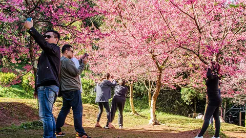หนาวเยือนแห่ชม "พญาเสือโคร่ง" บาน