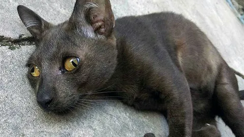 ตามหา‘เขมิการ์’เหมียวน้อยตาเข หายจากบ้าน เจ้าของสุดห่วง ร้องไห้ทุกวัน