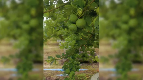 “มะนาวแป้นดกพิเศษกำแพงเพชร” ผลใหญ่ดกราคาดี