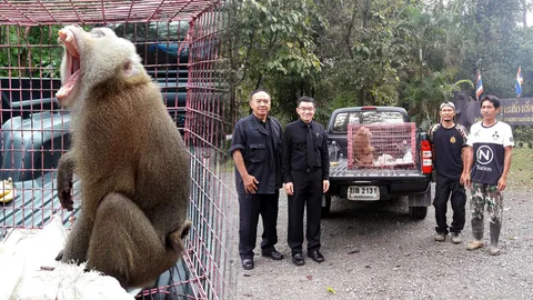 จนท.รับลิงกังจอมเเสบคืนป่า หลังแอบขึ้นท้ายรถชาวบ้าน