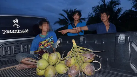 เอาซะเยอะ! จับหนุ่มรับจ้างเกี่ยวหญ้า ขโมยมะพร้าวน้ำหอม 500 ลูก