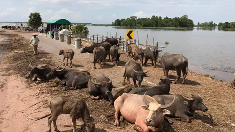 น้ำท่วมสงขลา ควายน้ำตายแล้วกว่า 100 ตัว วอนช่วย-หวั่นเจอโรคระบาดซ้ำ
