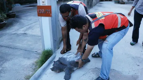 มายังไง! ตะพาบยักษ์อายุกว่า 50 ปี คลานขึ้นบ้านคนที่ฉะเชิงเทรา 