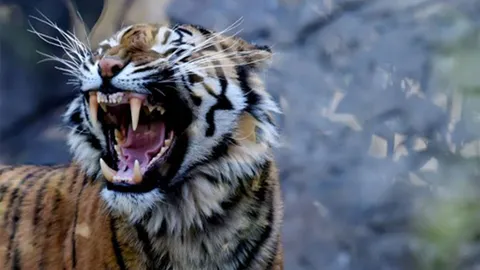 สลด! เสือสุมาตราขย้ำหนุ่มอิเหนาดับอนาถ