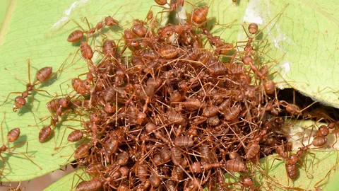 2 ตายายสอยรังมดแดง ทำเมนูเมี่ยงมดขาย สร้างรายได้ประทังชีวิต