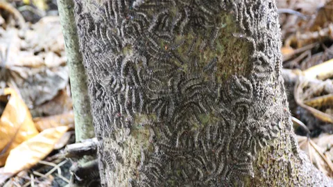 ชาวพังงายี้! กองทัพหนอนคันบุกบ้าน ยาฉีดพ่นเอาไม่อยู่ คันคะเยอทั้งตัว