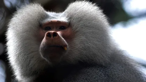 ทึ่ง! ลิงบาบูนเปล่งเสียงสระภาษาอังกฤษได้เหมือนมนุษย์