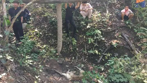 เร่งล่าเสืออีก! หลังพบซากวัวยังสดถูกแทะกิน พบรอยเท้าไม่ต่ำกว่า 2 ตัว