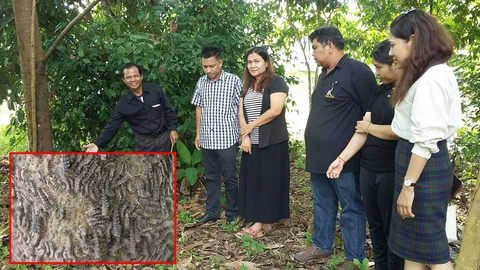 จนท.ลงตรวจกำจัด 'หนอนคัน' บุกบ้านชาวพังงา ชี้ 15 วัน ฟักตัวเป็นผีเสื้อ
