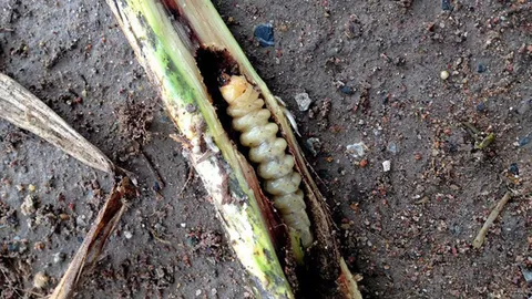 อ้อยระทมด้วง