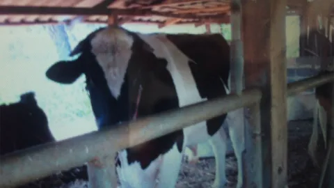 วัวพ่อพันธุ์เป็นสัด! พุ่งชนเหยียบเจ้าของตายคาคอก คาดหวงโคสาวตัวใหม่