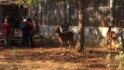 ขนย้ายสัตว์ป่าของกลางจากวัดป่าหลวงตาบัว ครึ่งแรก ได้ละมั่ง 6 ตัว