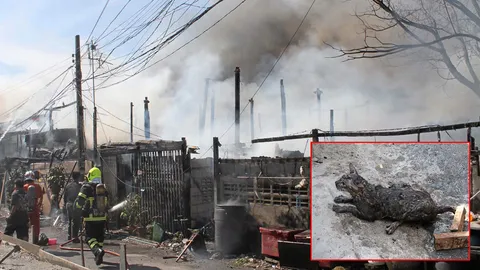 ช่วยระทึกแมวเพศเมียติดกองเพลิง รอดตาย!