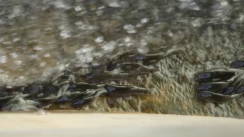 ปรากฏการณ์หาดูยาก ปลาว่ายทวนน้ำ ข้ามสปิลเวย์ที่พิปูน วางไข่ในที่ตื้น