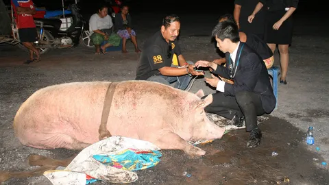 หมูตัวนั้นชื่อบุญรอด ใหญ่ยักษ์หนักครึ่งตันล้มไม่ยอมลุกที่สุราษฎร์