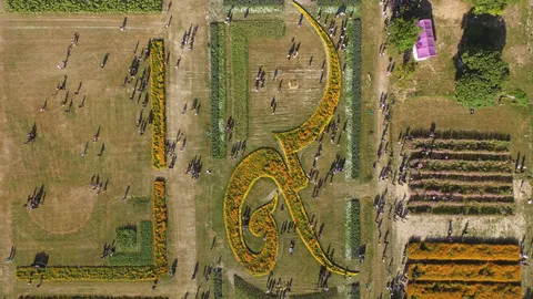 บัณฑิตพาญาติพี่น้อง แห่ถ่ายรูปแปลงดอกดาวเรือง หน้าหอประชุม มช. 