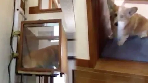 สุดล้ำ! น้องหมาญี่ปุ่นไฮเทค มีลิฟต์ส่วนตัว ไว้ขึ้นลงในบ้าน (ชมคลิป)