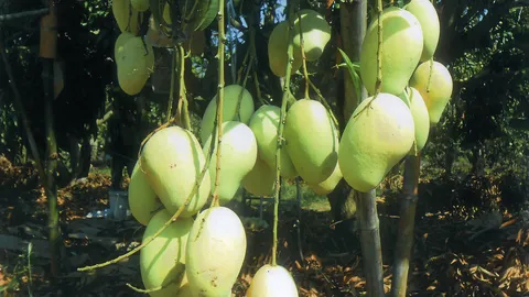 “มะม่วงอกร่องทองเกษตร 1” พันธุ์ไทยแท้หวานหอม