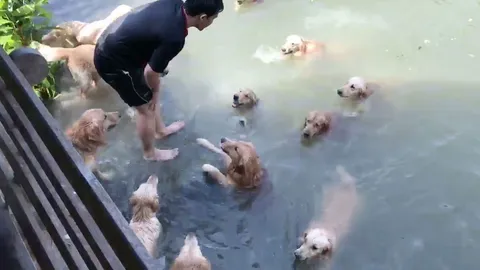 ใครสนุกกว่ากัน? น้องหมาโกลเด้น 16 ตัว เล่นน้ำในคลองกับเจ้าของ (ชมคลิป)
