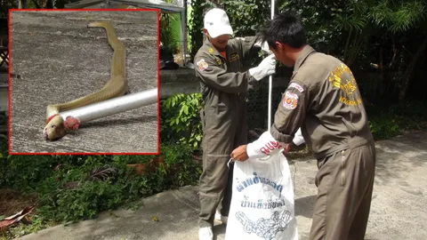 ตูบรักนาย ฟัดงูเห่าพิษร้าย เจอเลื้อยข้ามรั้ว สู้ตายขย้ำคอเหวอะหางขาด