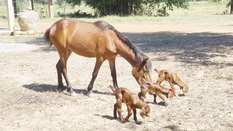 ฮือฮา ม้าเลี้ยงแพะ ฮี้ ฮี้ แบ๊ะ แบ๊ะ แฝดสามเป็นกำพร้า รักเหมือนลูก (ชมคลิป)