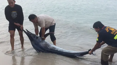 'ปลากระโทงร่ม 'เกยหาดเกาะช้างตาย ตาบอด-แผลเหวอะหวะ คาดว่ายไปติดอวน