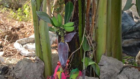 แม่ตื่น! สาวใหญ่ได้ยินเสียงเรียกตอนรุ่งสาง เจอกล้วยต้นจิ๋วออก 4 ลูก