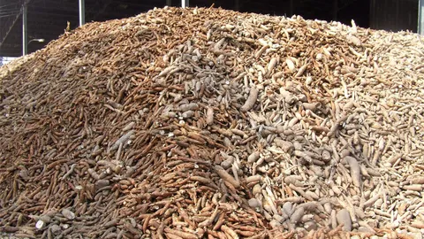 พณ. ติดตามสถานการณ์มันสำปะหลัง ขอลานมัน-โรงแป้ง รับซื้อในราคาเป็นธรรม