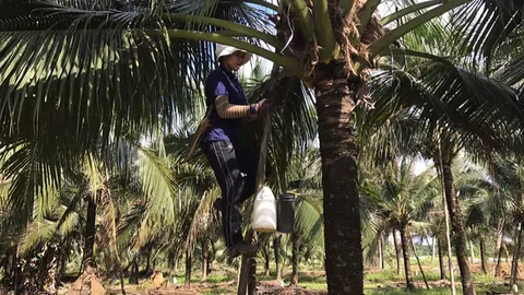 สาวสุราษฎร์ฯ สุดแกร่ง ปีนต้นมะพร้าวปาดตาลกว่า 20ปี วันละร่วม 100 ต้น