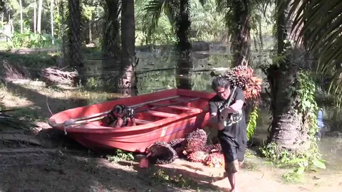 กระบี่ ชาวบ้านยังเดือดร้อนหนัก น้ำท่วม ใช้เรือขนผลปาล์มออกมาขาย 