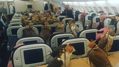 เบิร์ด อาร์มีบุก! เจ้าชายซาอุฯ ซื้อที่นั่งเครื่องบินให้เหยี่ยว 80 ตัว 