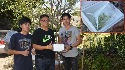 กุ้ง1ตัว1ล้าน1บาท ยันซื้อจริงเครย์ฟิชสุดแพง เป็นความชอบแฝงด้วยธุรกิจ 