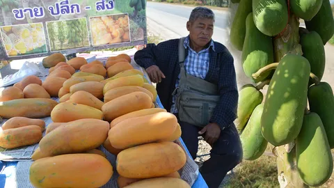 หนุ่มปลูกมะละกอฮอลแลนด์ ป้อนตลาด รายได้เดือนละ 1.5 แสน