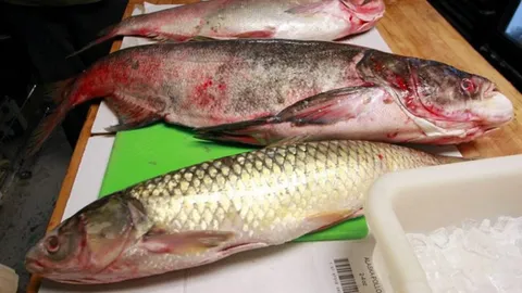 ปลาเฉาบุกทะเลสาบใหญ่แถบอเมริกาเหนือหวั่นกระทบสิ่งแวดล้อม