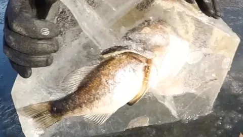 เป็นไปได้!? ปลาใหญ่กินปลาเล็ก ถูกน้ำแข็งเกาะตายคู่เหนือผิวน้ำ (ชมคลิป)