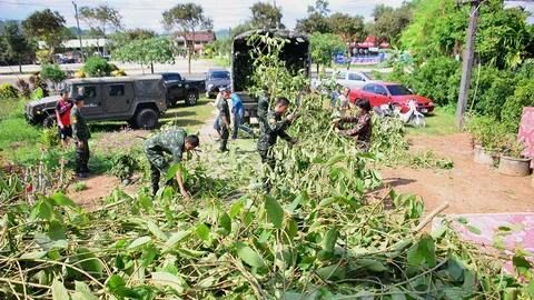 จับผัวเมียชุมพร ลอบปลูกกระท่อม 50 ต้น วางท่อรดน้ำล้อมรั้วไฟฟ้าอย่างดี
