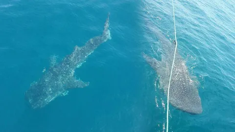 ตื่นตา 'ฉลามวาฬ' แม่ลูกว่ายคลอเคลีย ทักทายนักดำน้ำในทะเลระยอง